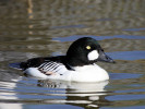 Goldeneye (WWT Slimbridge April 2011) - pic by Nigel Key
