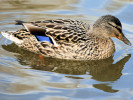 Mallard (WWT Slimbridge March 2009) - pic by Nigel Key