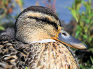 Mallard (WWT Slimbridge August 2010) - pic by Nigel Key