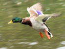 Mallard (WWT Slimbridge September 2010) - pic by Nigel Key