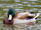 Mallard (WWT Slimbridge September 2010) - pic by Nigel Key