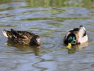 Mallard (WWT Slimbridge April 2011) - pic by Nigel Key