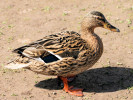 Mallard (WWT Slimbridge March 2009) - pic by Nigel Key