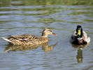 Mallard (WWT Slimbridge April 2011) - pic by Nigel Key