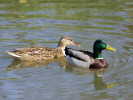 Mallard (WWT Slimbridge April 2011) - pic by Nigel Key