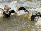 Mallard (WWT Slimbridge March 2009) - pic by Nigel Key