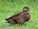 Mallard (WWT Slimbridge July 2013) - pic by Nigel Key