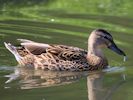 Mallard (WWT Slimbridge September 2013) - pic by Nigel Key
