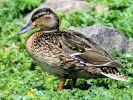 Mallard (WWT Slimbridge June 2010) - pic by Nigel Key