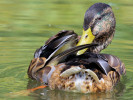 Mallard (WWT Slimbridge August 2010) - pic by Nigel Key