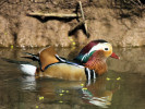 Mandarin Duck (WWT Slimbridge April 2011) - pic by Nigel Key