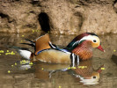 Mandarin Duck (WWT Slimbridge April 2011) - pic by Nigel Key