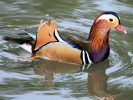 Mandarin Duck (WWT Slimbridge March 2009) - pic by Nigel Key