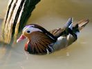 Mandarin Duck (WWT Slimbridge May 2013) - pic by Nigel Key