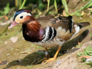 Mandarin Duck (WWT Slimbridge June 2009) - pic by Nigel Key