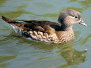 Mandarin Duck (WWT Slimbridge June 2009) - pic by Nigel Key