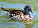 Mandarin Duck (WWT Slimbridge June 2009) - pic by Nigel Key