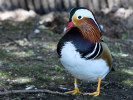 Mandarin Duck (WWT Slimbridge April 2011) - pic by Nigel Key