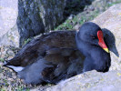 Moorhen (WWT Slimbridge September 2008) - pic by Nigel Key