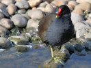 Moorhen (WWT Slimbridge October 2011) - pic by Nigel Key