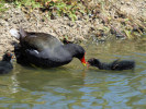 Moorhen (WWT Slimbridge May 2012) - pic by Nigel Key