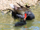 Moorhen (WWT Slimbridge May 2012) - pic by Nigel Key