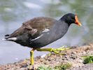 Moorhen (WWT Slimbridge July 2012) - pic by Nigel Key