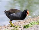 Moorhen (WWT Slimbridge July 2012) - pic by Nigel Key