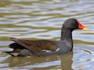 Moorhen (WWT Slimbridge July 2012) - pic by Nigel Key
