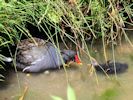 Moorhen (WWT Slimbridge July 2013) - pic by Nigel Key