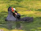 Moorhen (WWT Slimbridge July 2013) - pic by Nigel Key