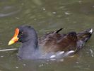 Moorhen (WWT Slimbridge September 2013) - pic by Nigel Key