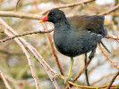 Moorhen (WWT Slimbridge March 2009) - pic by Nigel Key