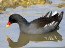 Moorhen (WWT Slimbridge March 2011) - pic by Nigel Key