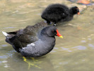 Moorhen (WWT Slimbridge June 2011) - pic by Nigel Key