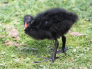 Moorhen (WWT Slimbridge June 2011) - pic by Nigel Key