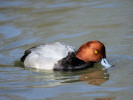 Redhead (WWT Slimbridge March 2011) - pic by Nigel Key