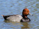Redhead (WWT Slimbridge May 2012) - pic by Nigel Key