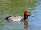Redhead (WWT Slimbridge May 2012) - pic by Nigel Key