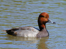 Redhead (WWT Slimbridge May 2012) - pic by Nigel Key