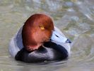 Redhead (WWT Slimbridge April 2013) - pic by Nigel Key