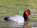 Redhead (WWT Slimbridge May 2013) - pic by Nigel Key