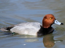 Redhead (WWT Slimbridge March 2011) - pic by Nigel Key