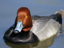 Redhead (WWT Slimbridge April 2011) - pic by Nigel Key