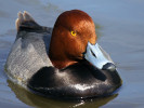 Redhead (WWT Slimbridge April 2011) - pic by Nigel Key