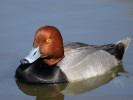 Redhead (WWT Slimbridge April 2011) - pic by Nigel Key