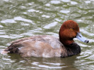 Redhead (WWT Slimbridge June 2011) - pic by Nigel Key