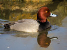 Redhead (WWT Slimbridge March 2012) - pic by Nigel Key