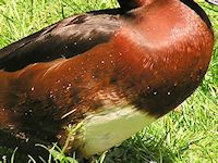 Ferruginous Duck (Breast & Body) - pic by Nigel Key