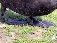 Southern Pochard (Legs & Feet) - pic by Nigel Key